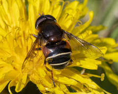 Eristalis cryptarum