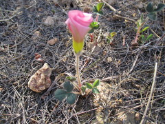 Oxalis adspersa