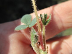 Oxalis adspersa