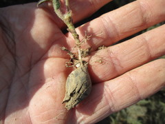Oxalis adspersa