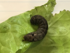 Spodoptera littoralis