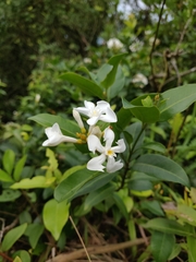 Melodinus suaveolens