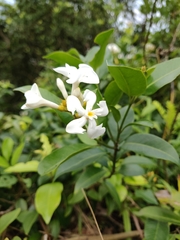Melodinus suaveolens