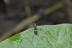 Rainieria