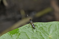 Rainieria
