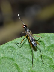Rainieria