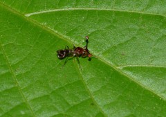 Cyrtodiopsis dalmanni