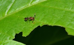 Cyrtodiopsis dalmanni