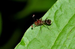 Cyrtodiopsis dalmanni