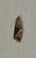 Epinotia nisella