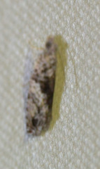 Epinotia nisella