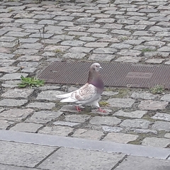 Columba livia domestica