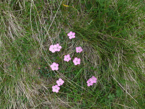 Dianthus microlepis, photograph 6