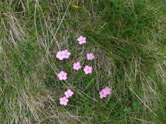 Dianthus microlepis, photograph (c) F. Bemmerlein-Lux, some rights reserved (CC BY)