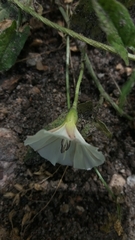 Convolvulus arvensis