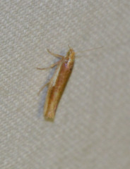 Ypsolopha parenthesella