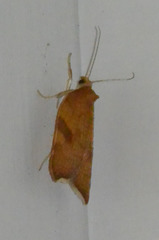 Acleris rhombana