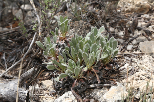 Image of Eriogonum nealleyi by (c) Reid Hardin, some rights reserved (CC BY)