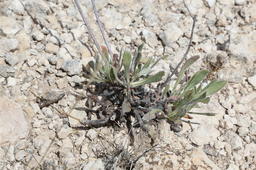 Image of Eriogonum nealleyi by (c) Reid Hardin, some rights reserved (CC BY)