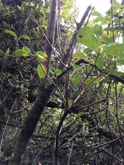 Viburnum tinoides