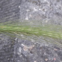Hordeum murinum