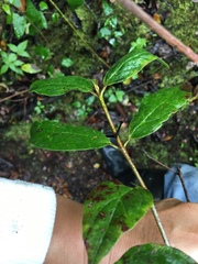 Viburnum tinoides