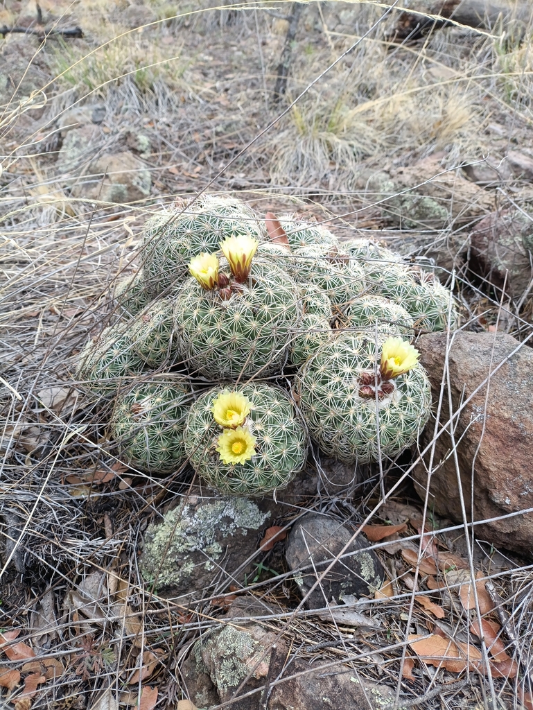 Coryphantha compacta, Namiquipa, MX-CH, MX