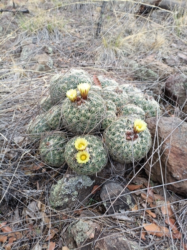 Coryphantha compacta