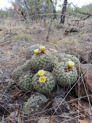 Coryphantha compacta