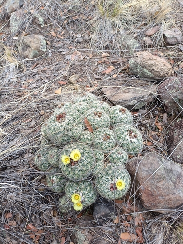 Coryphantha compacta