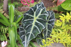 Alocasia amazonica