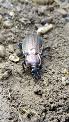 Carabus morbillosus