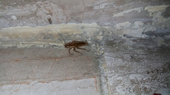 Blattella germanica