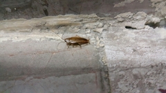 Blattella germanica