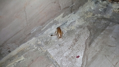 Blattella germanica