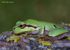 Hyla intermedia