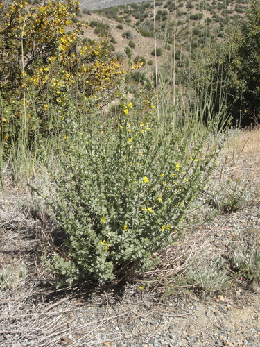 Acmispon procumbens var. jepsonii