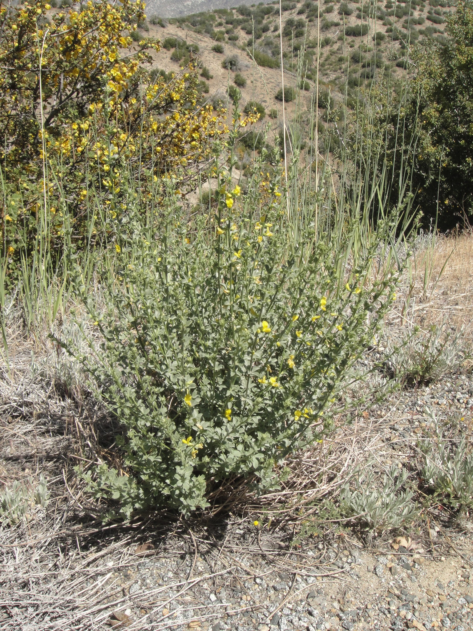 Acmispon procumbens var. jepsonii