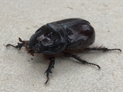 Oryctes nasicornis grypus