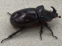 Oryctes nasicornis grypus