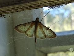 Paratalanta pandalis