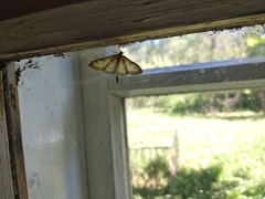 Paratalanta pandalis