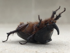 Oryctes nasicornis grypus