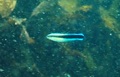 Aspidontus taeniatus