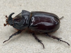 Oryctes nasicornis grypus