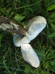 Leccinum variicolor
