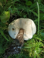 Leccinum variicolor