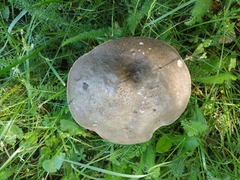 Leccinum variicolor