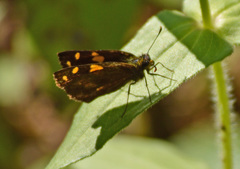 Metisella metis