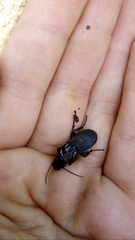 Percus lineatus